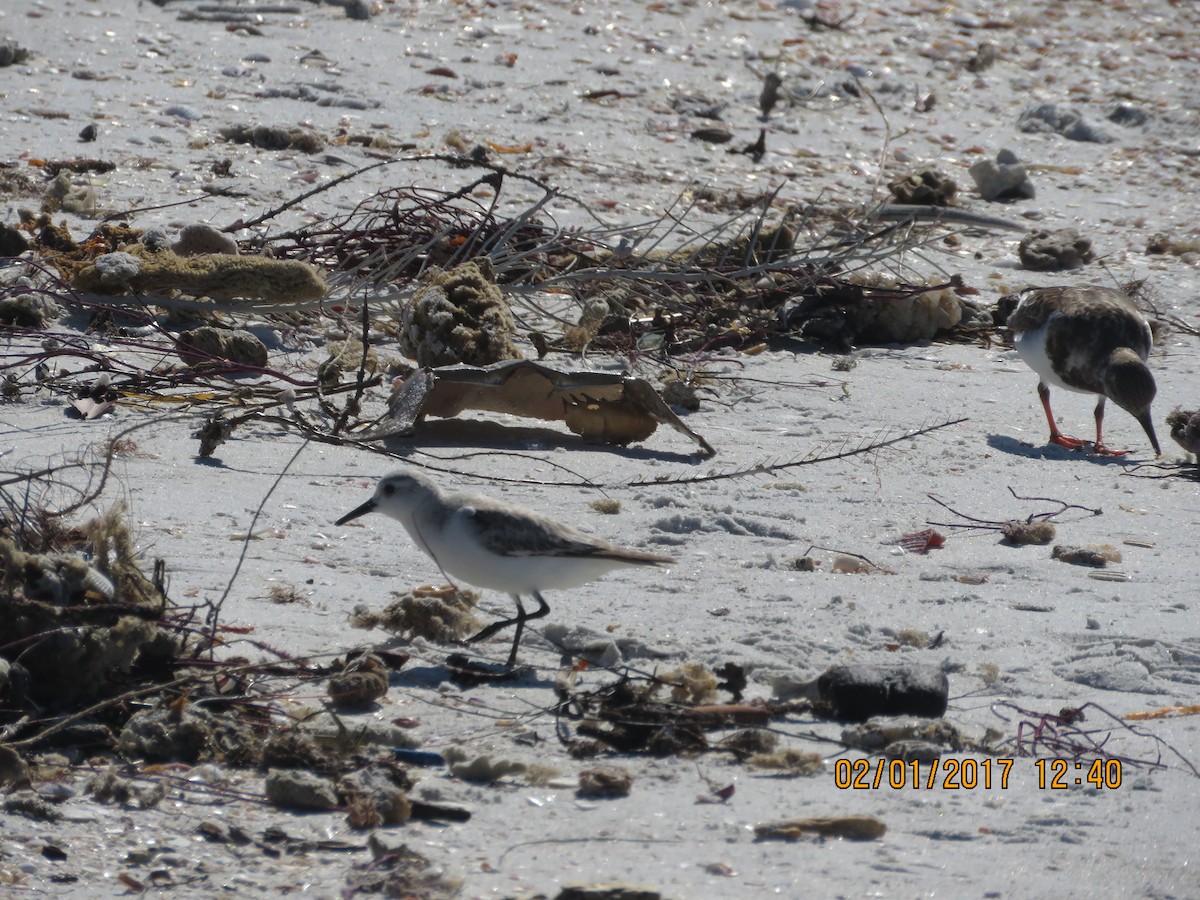 Sanderling - ML47186941