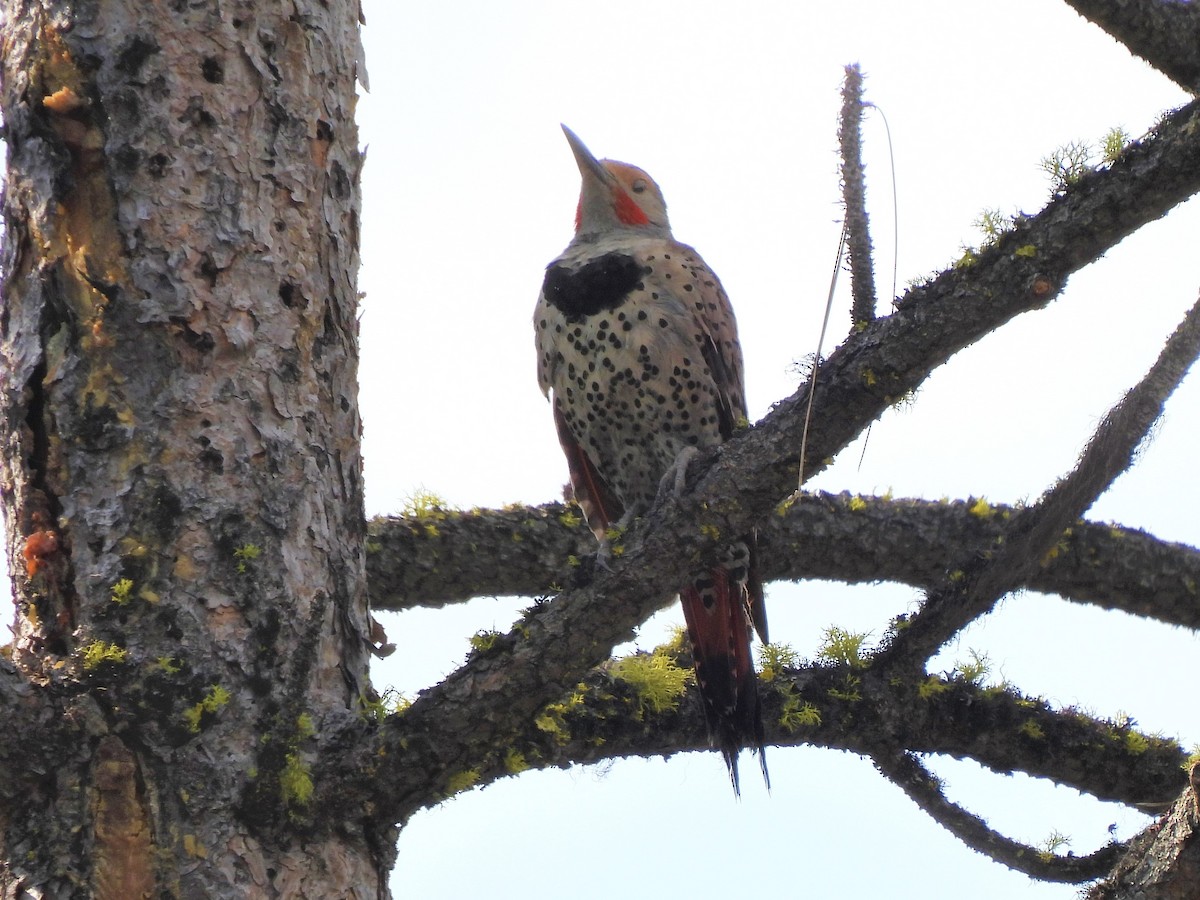 Northern Flicker - ML471869491