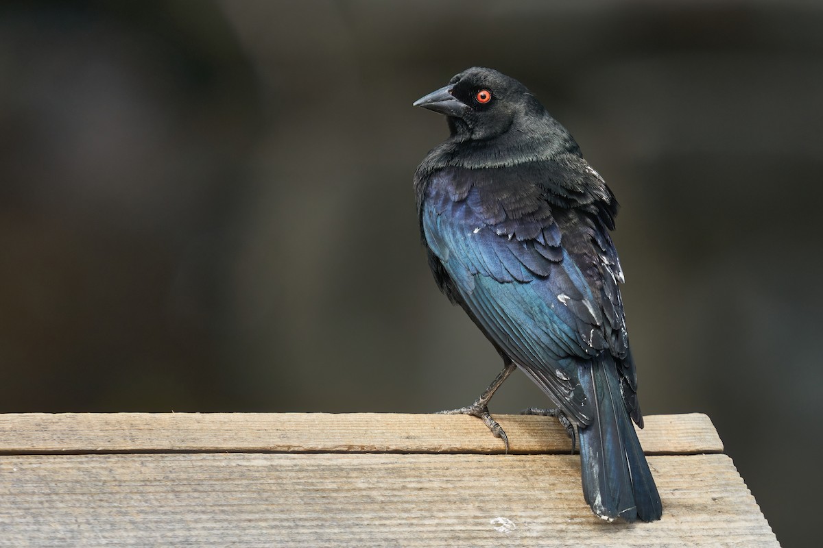 Bronzed Cowbird - ML471870051
