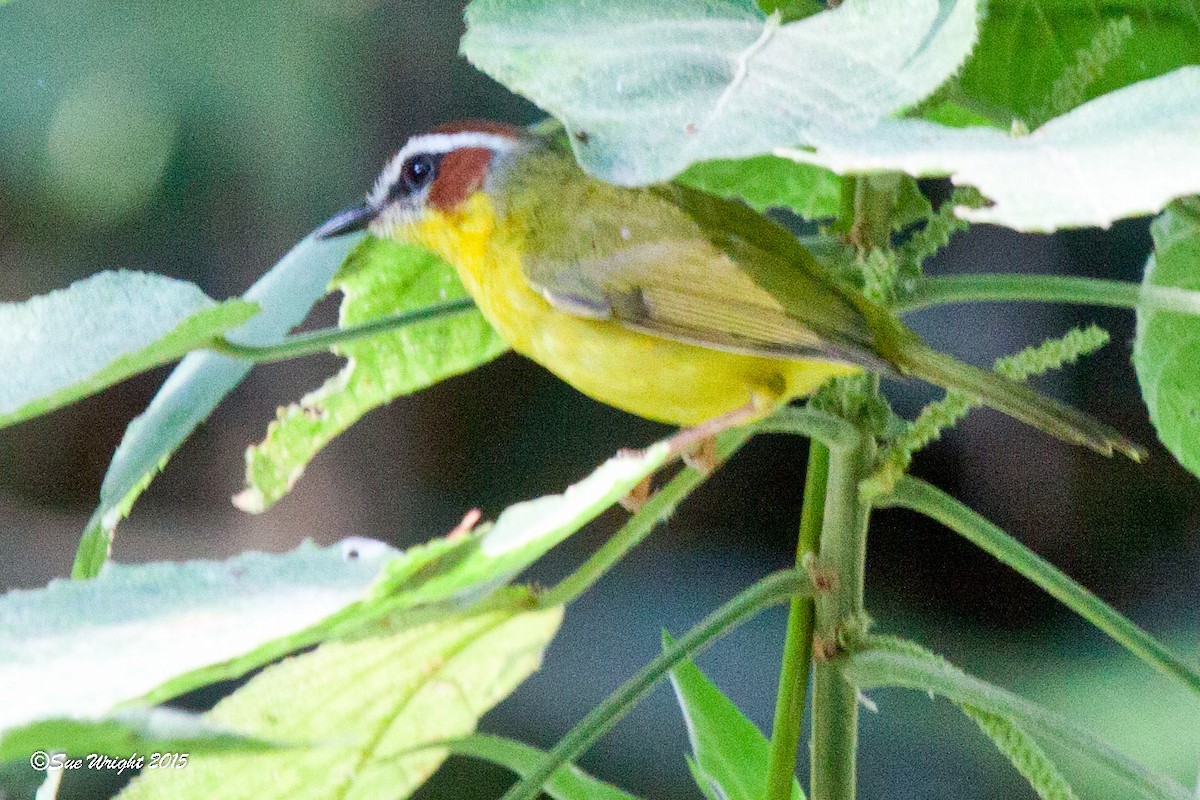 Chestnut-capped Warbler - ML47187121