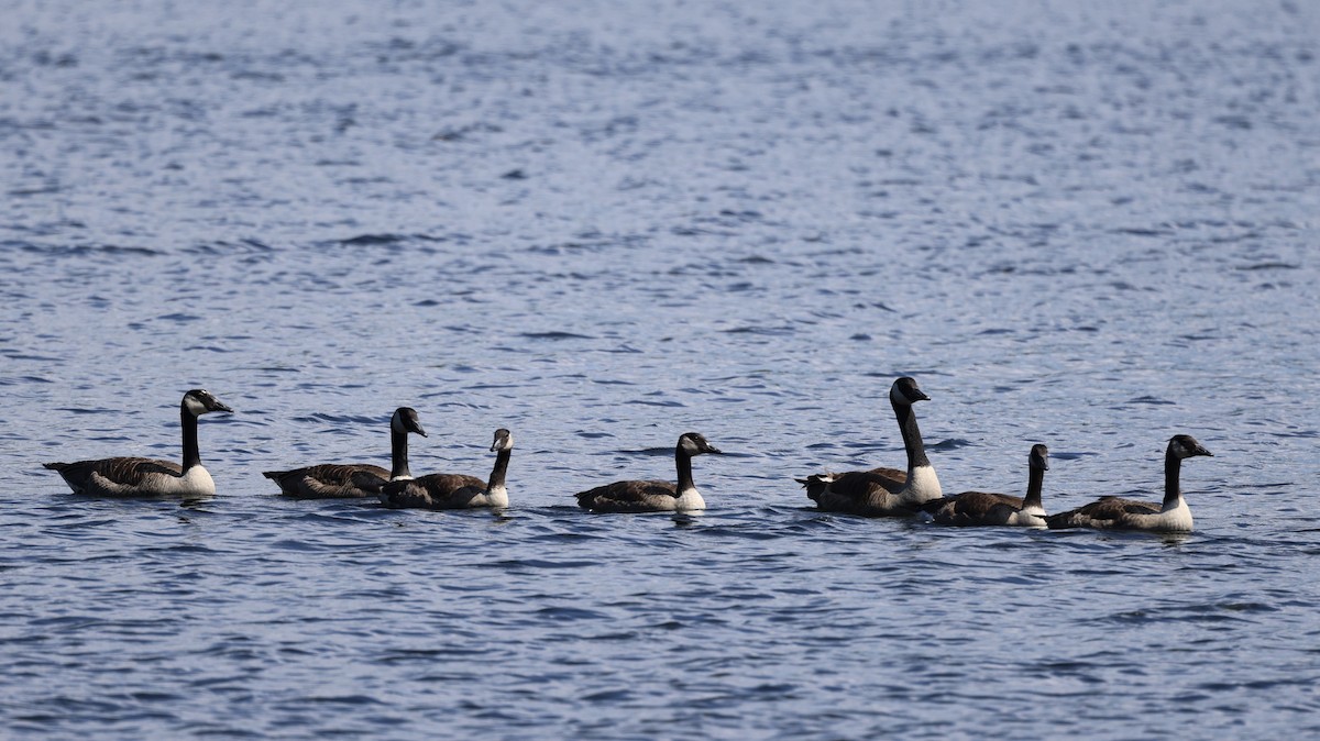 Canada Goose - ML471871301