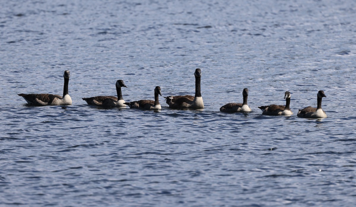 Canada Goose - ML471871311