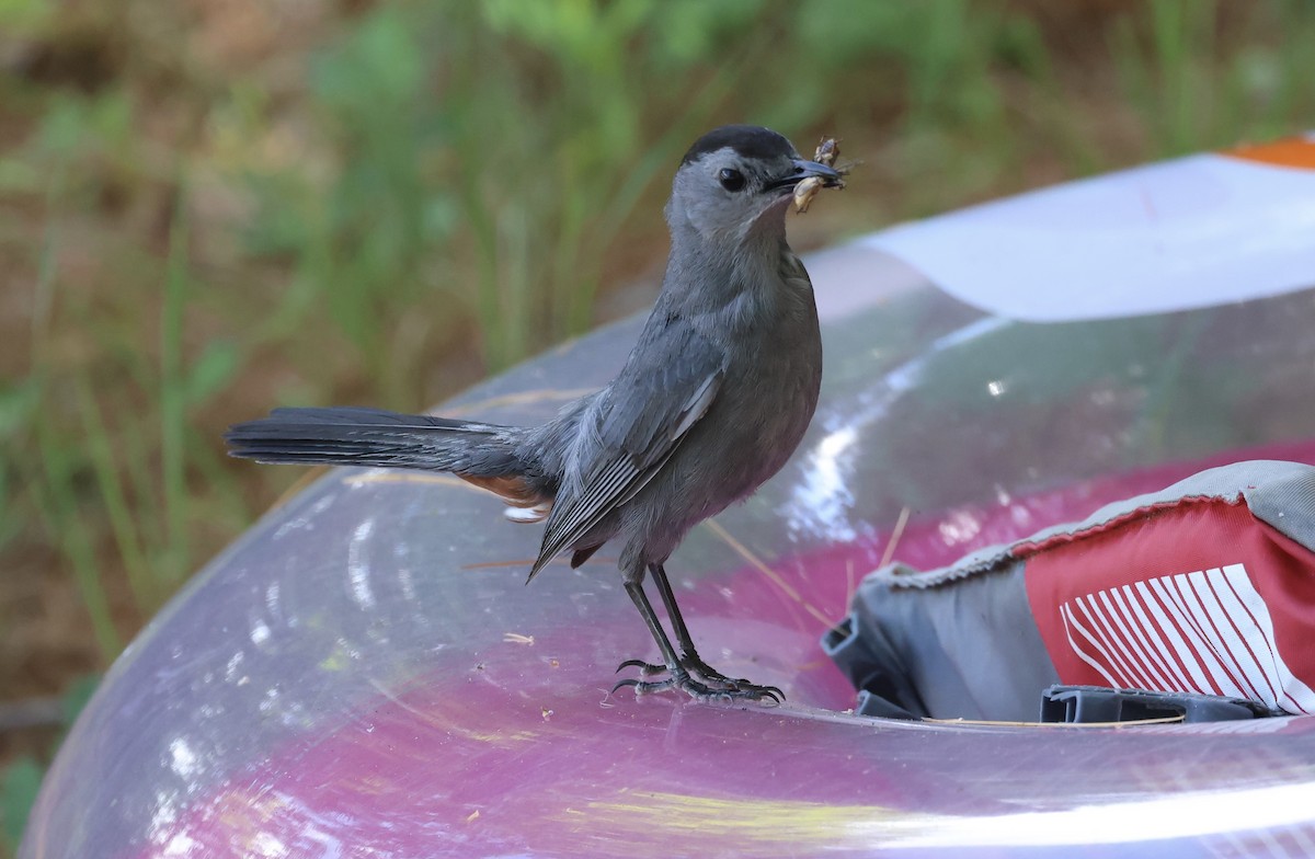 Pájaro Gato Gris - ML471871351