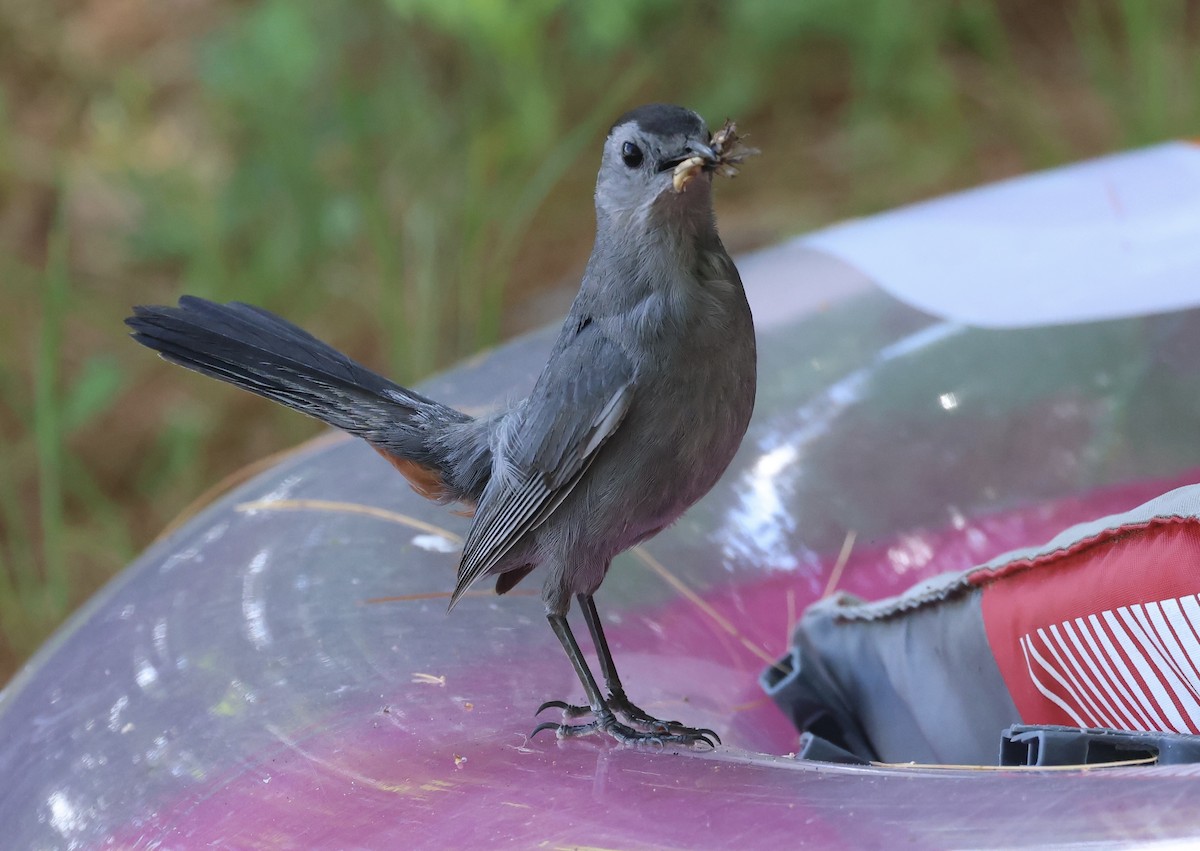 Pájaro Gato Gris - ML471871381