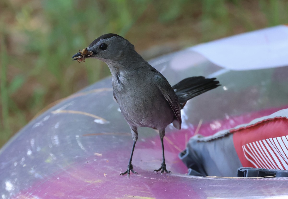 Gray Catbird - Ted Burkett