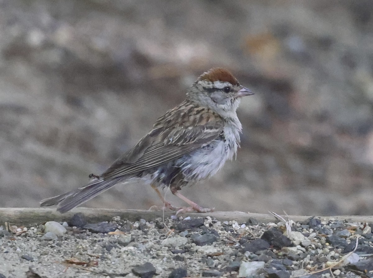 Chipping Sparrow - ML471871461