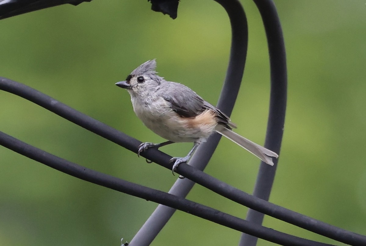 Tufted Titmouse - Ted Burkett