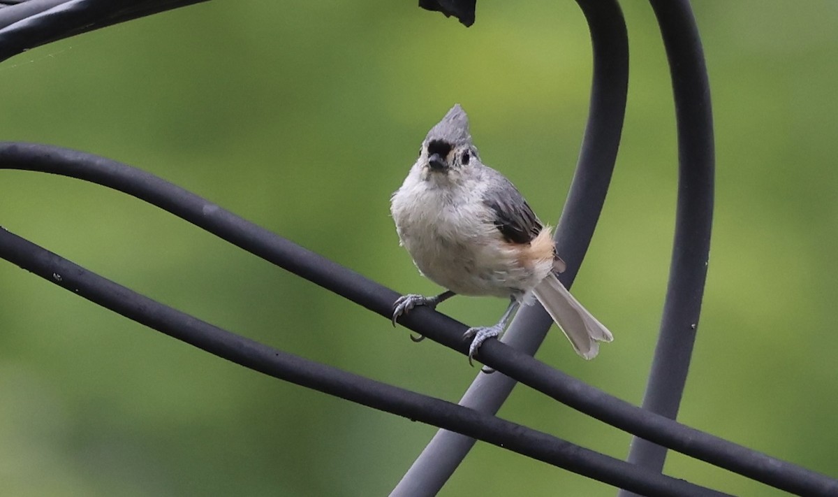 Tufted Titmouse - ML471871561