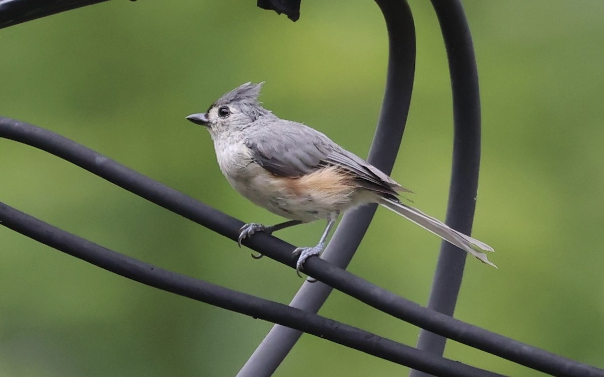 Tufted Titmouse - ML471871571