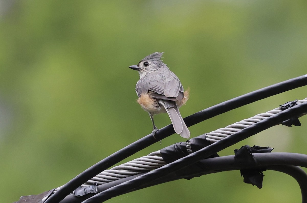 Tufted Titmouse - ML471871641