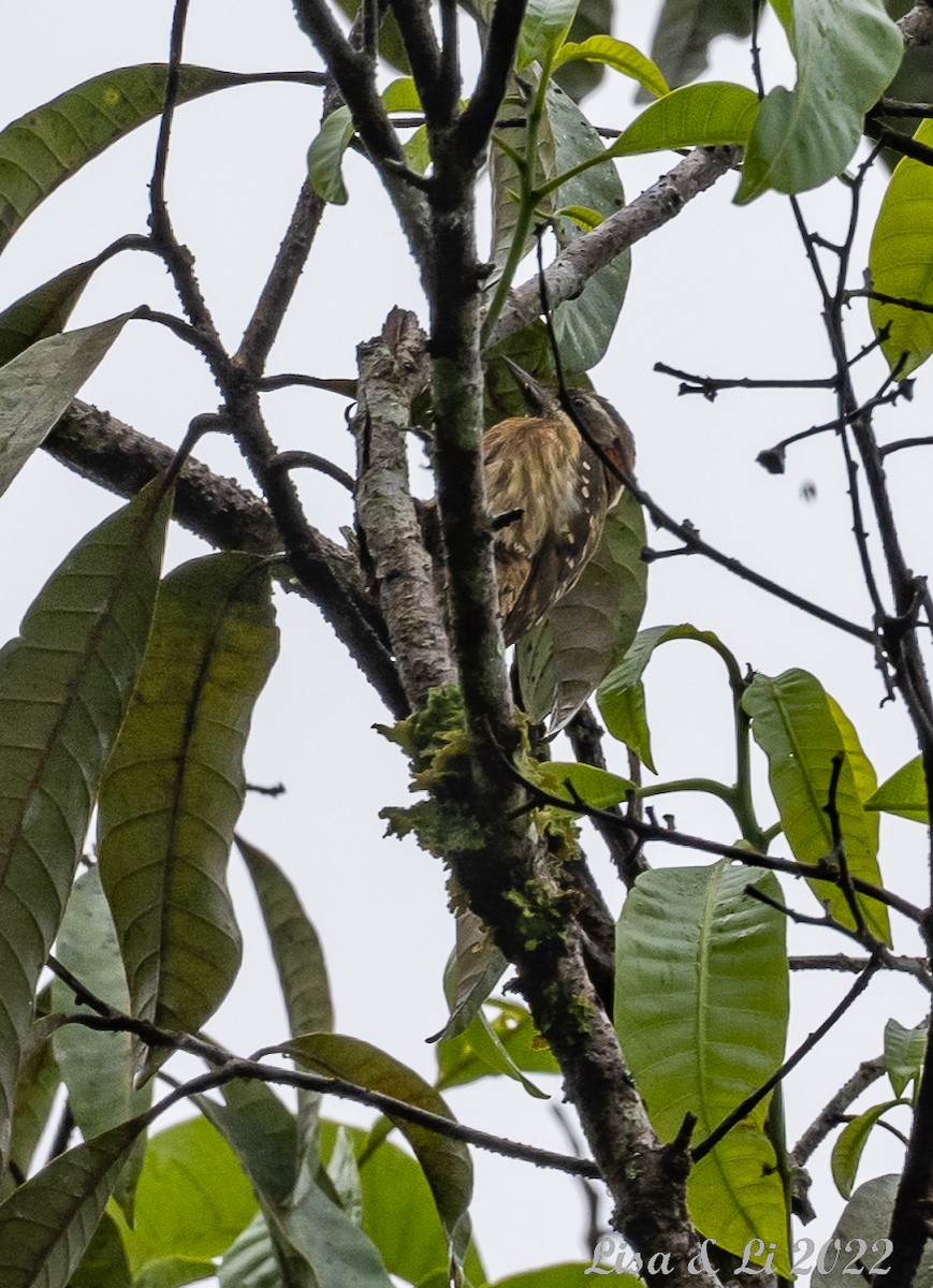 Sulawesi Pygmy Woodpecker - Lisa & Li Li