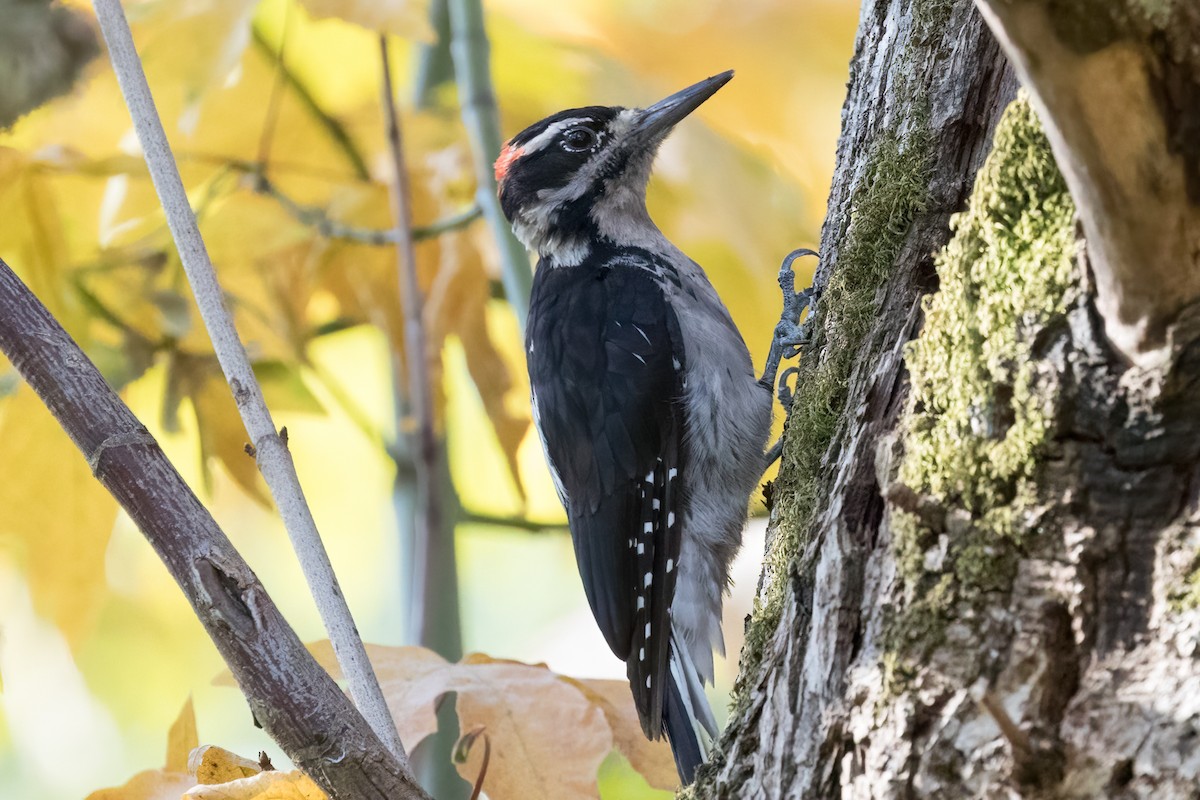 Hairy Woodpecker - Les Peterson