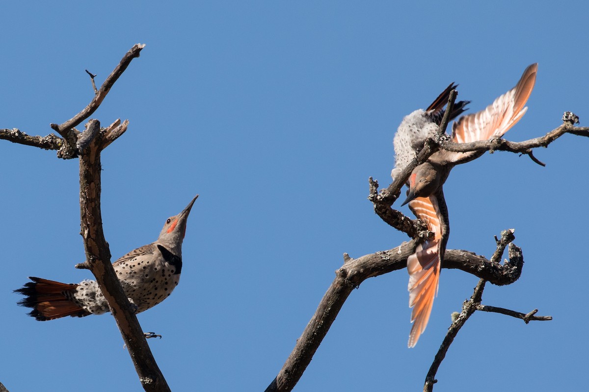 Northern Flicker - Les Peterson