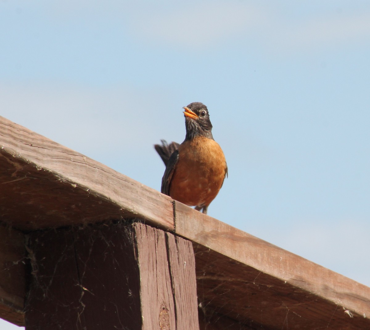 American Robin - ML471872491