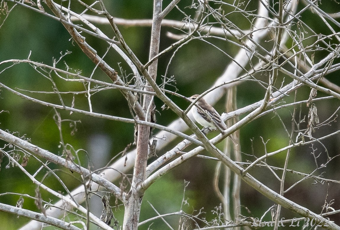 White-shouldered Triller - Lisa & Li Li