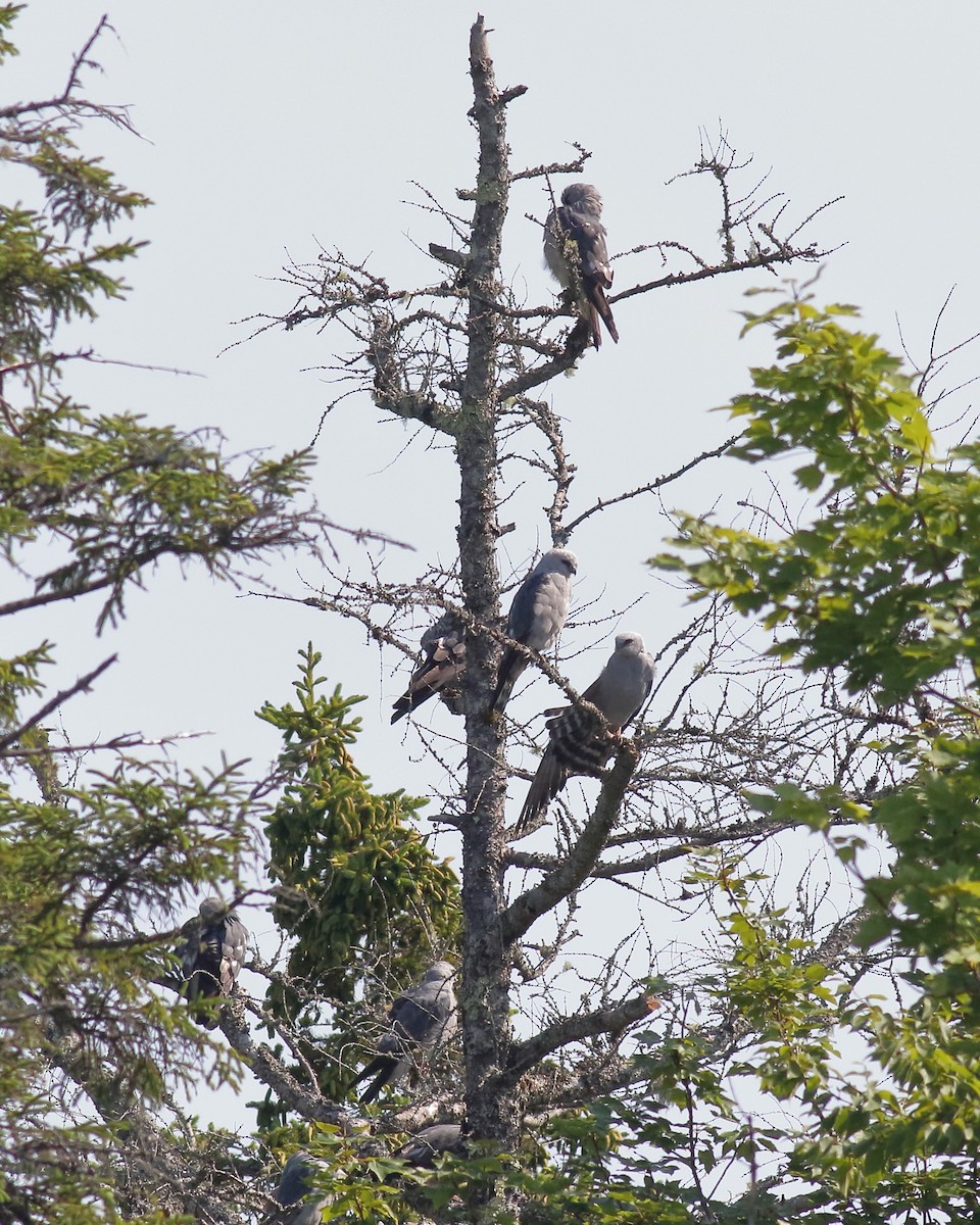 Mississippi Kite - Kevin Lantz