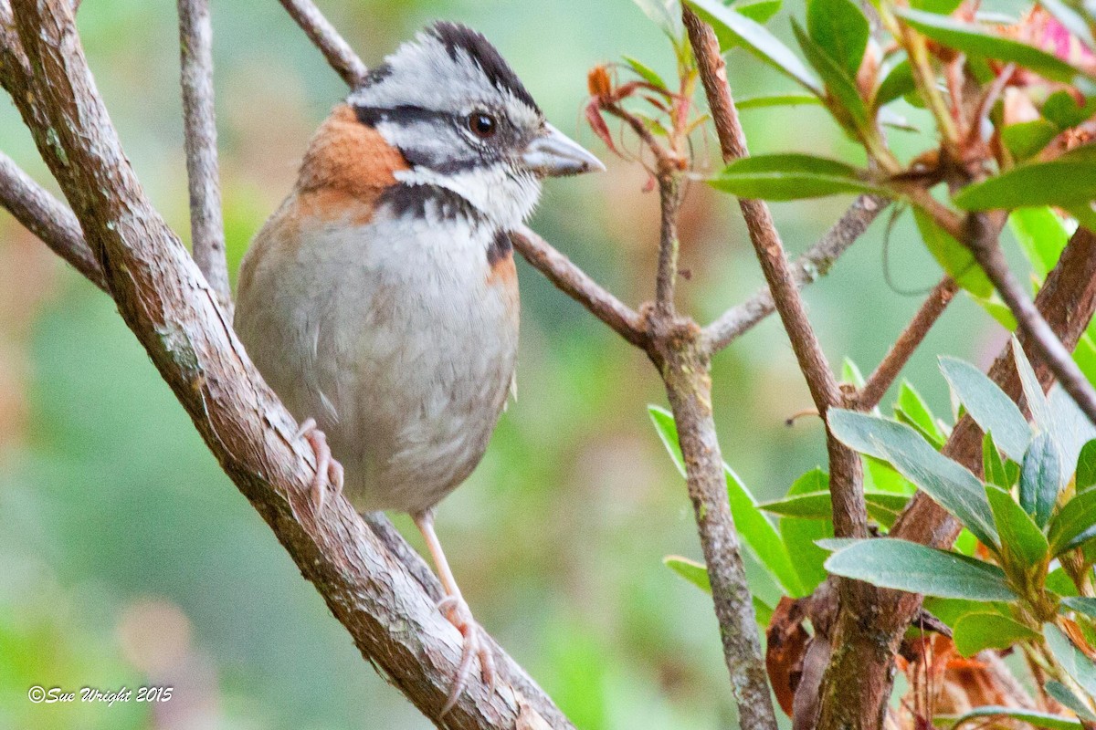 Rufous-collared Sparrow - ML47187381