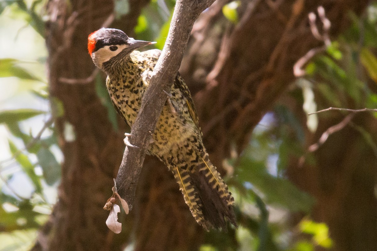 Green-barred Woodpecker - ML471873881