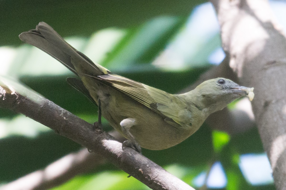 Palm Tanager - ML471874711