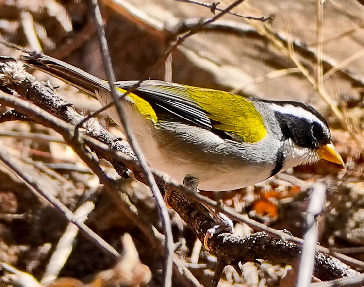 Moss-backed Sparrow - ML471875431