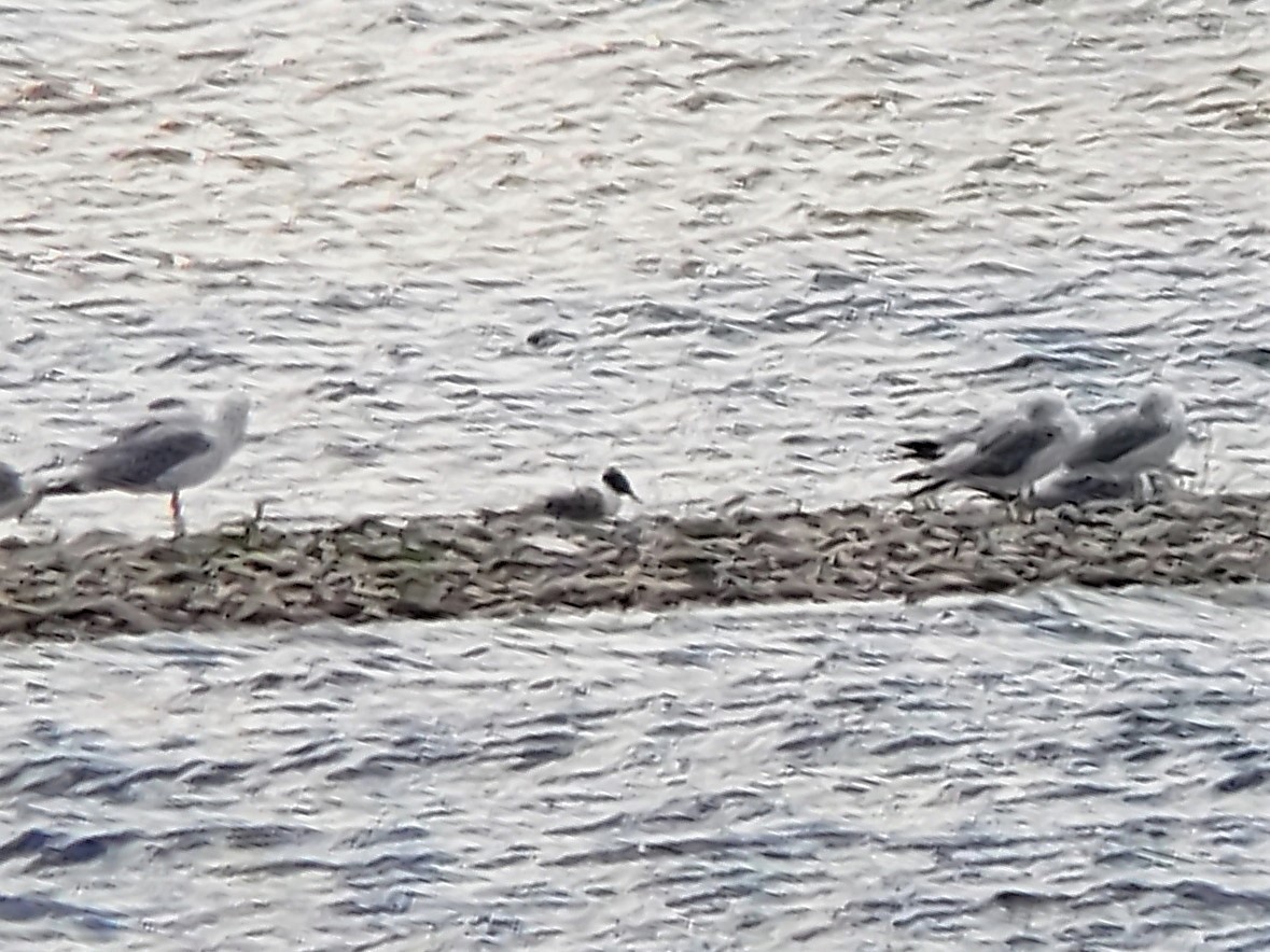 Bonaparte's Gull - ML471875451