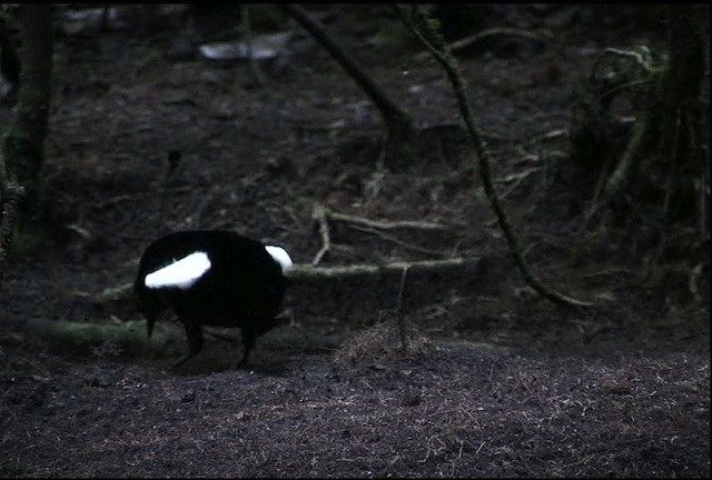 Carola's Parotia - ML471876