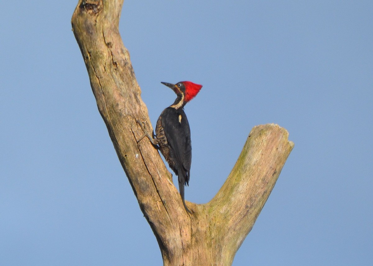 Lineated Woodpecker - ML471876511