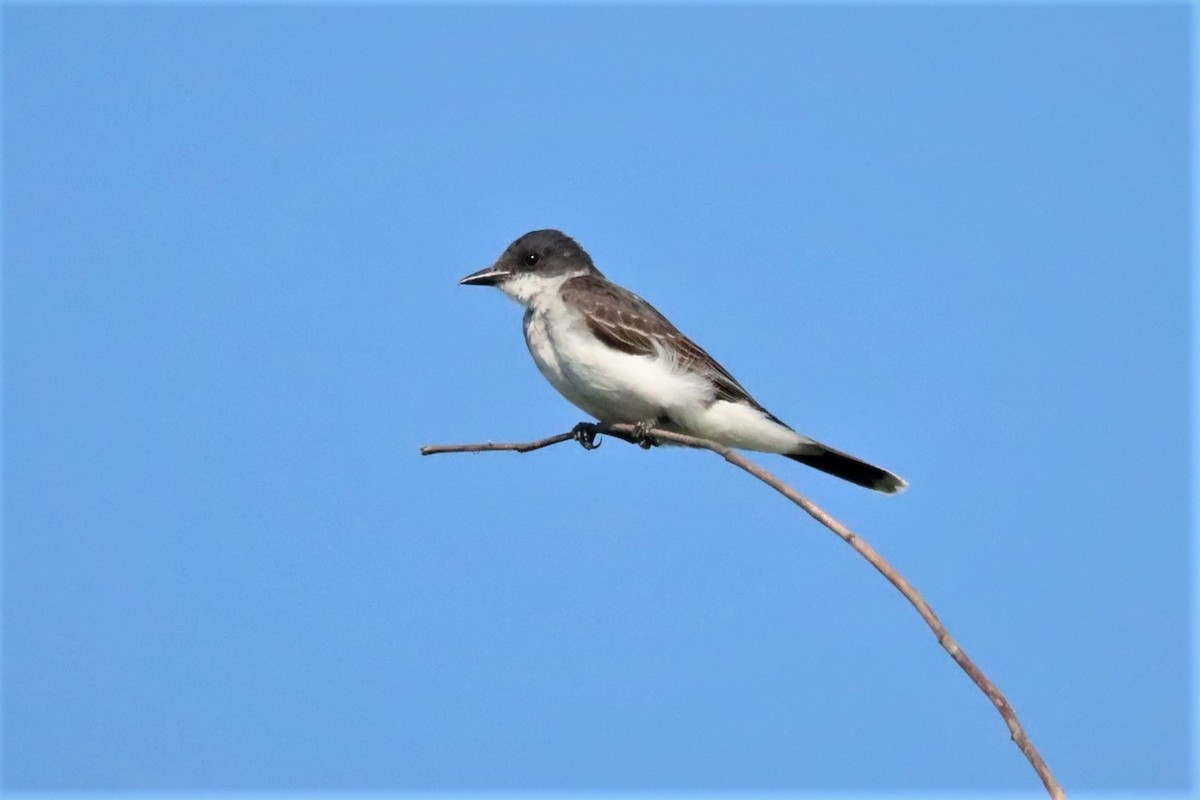 Eastern Kingbird - ML471876751