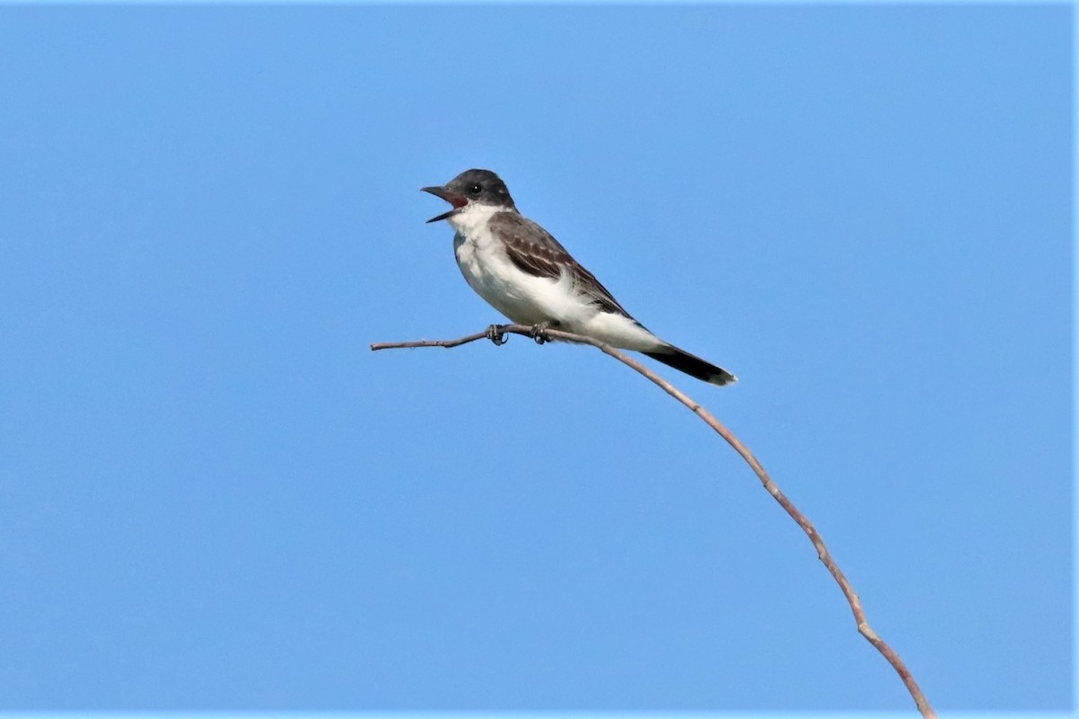 Eastern Kingbird - ML471876761