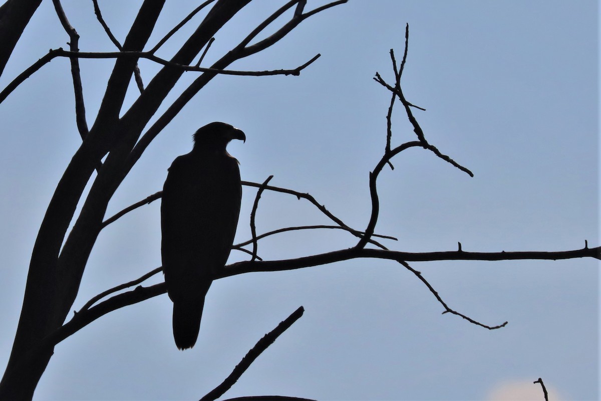 Bald Eagle - ML471877101