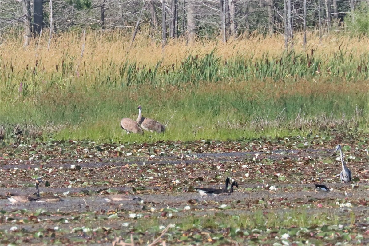 Sandhill Crane - ML471877411