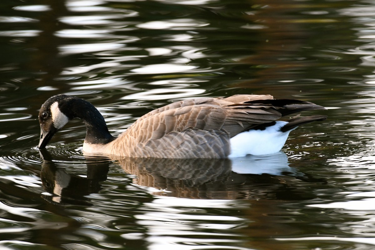 Canada Goose - ML47187761