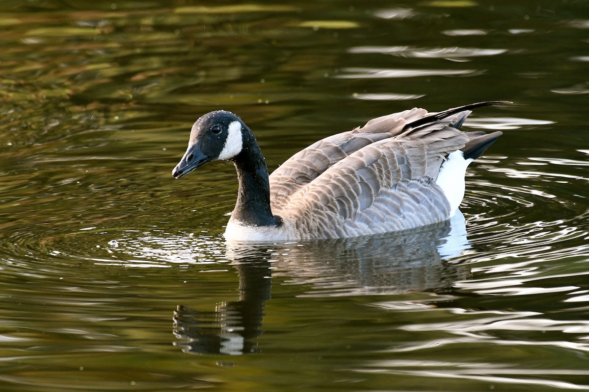 Canada Goose - ML47187801