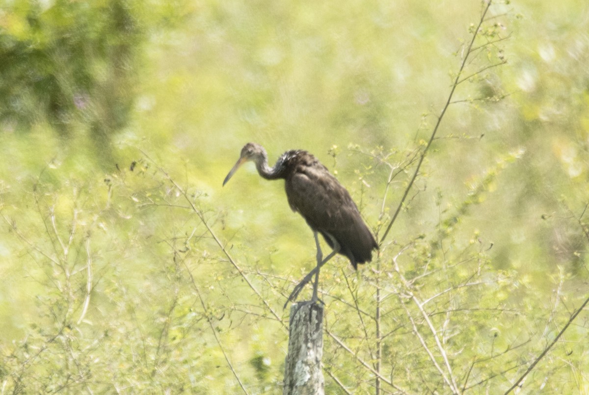 Limpkin - ML471879031