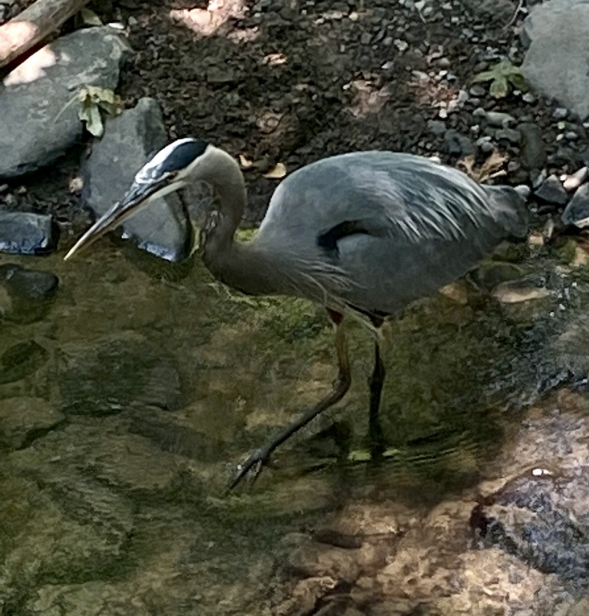 Great Blue Heron (Great Blue) - Andy Frank