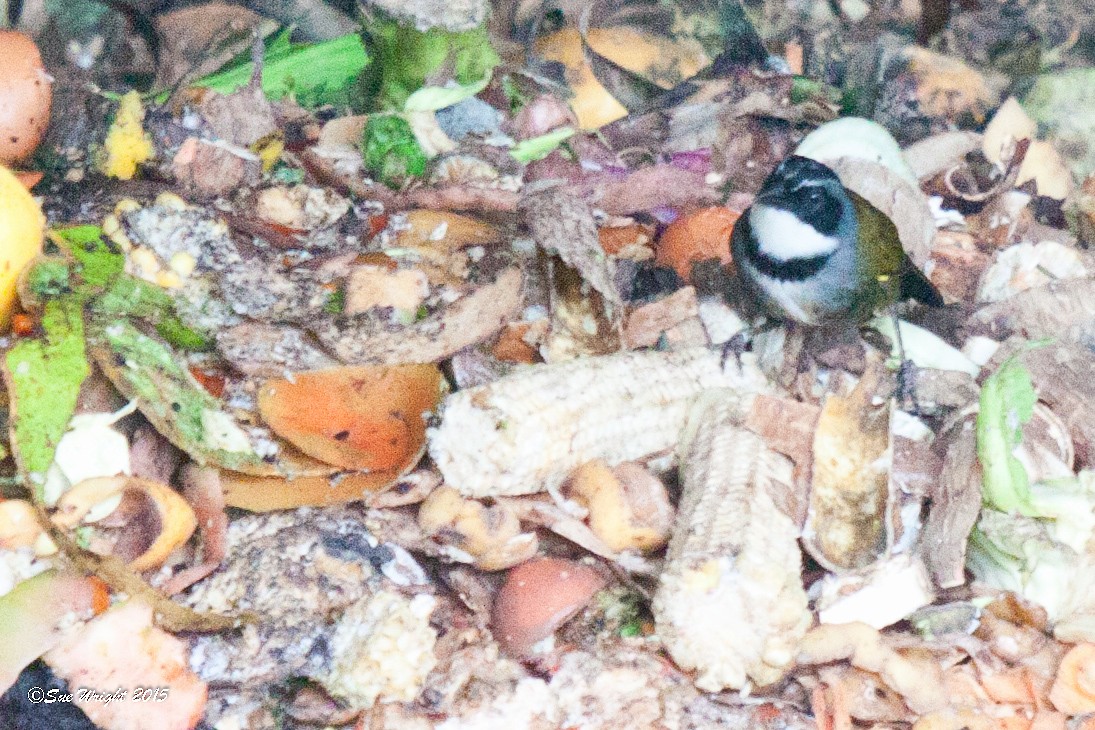 Sierra Nevada Brushfinch - ML47188031