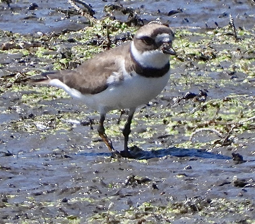 Semipalmated Plover - ML471880571