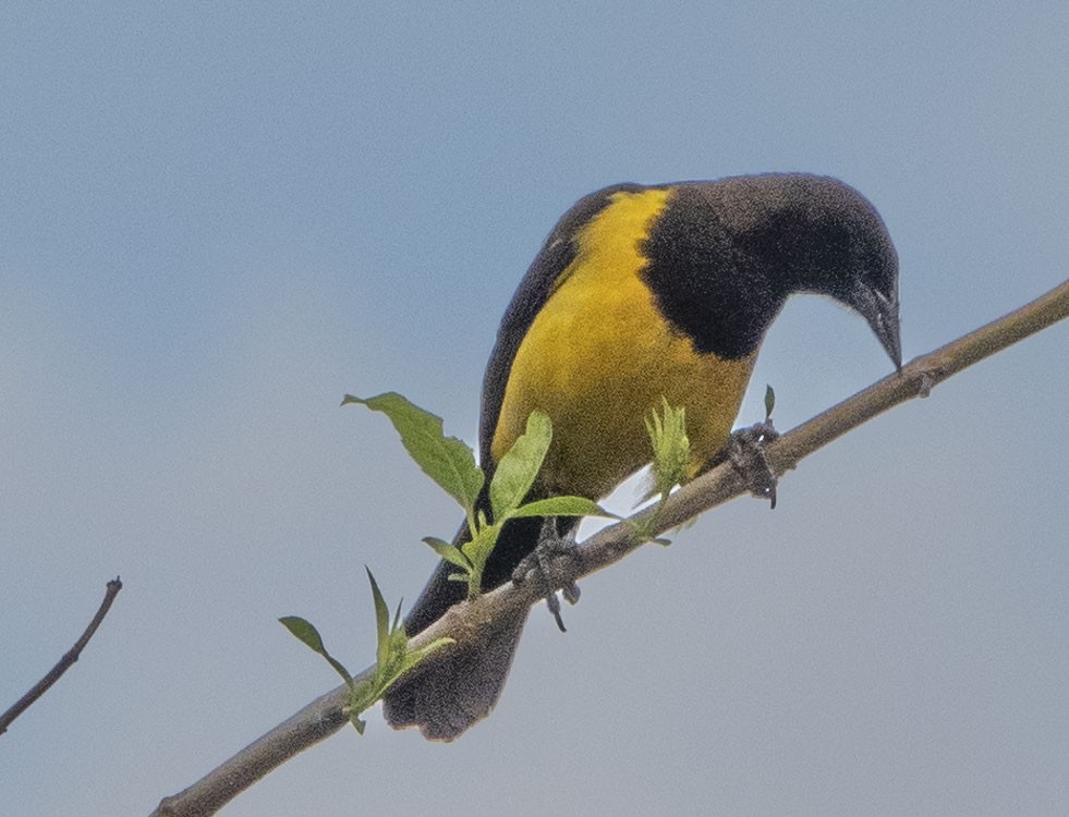 Yellow-rumped Marshbird - ML471880761