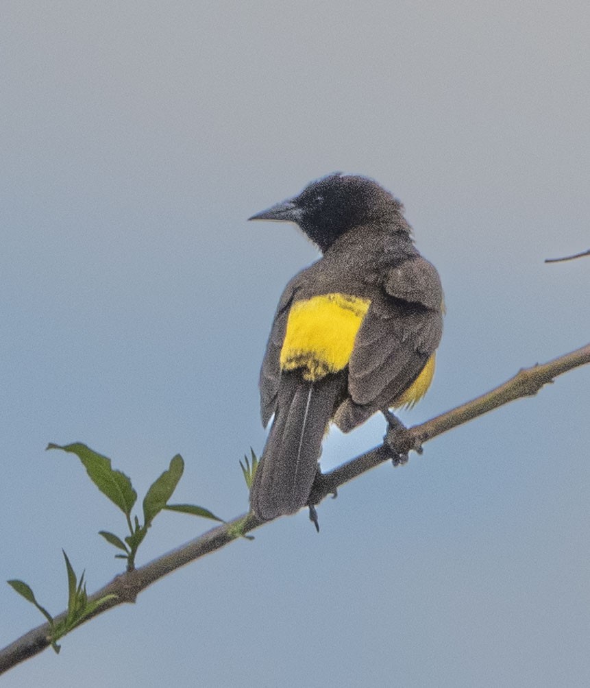 Yellow-rumped Marshbird - ML471880781