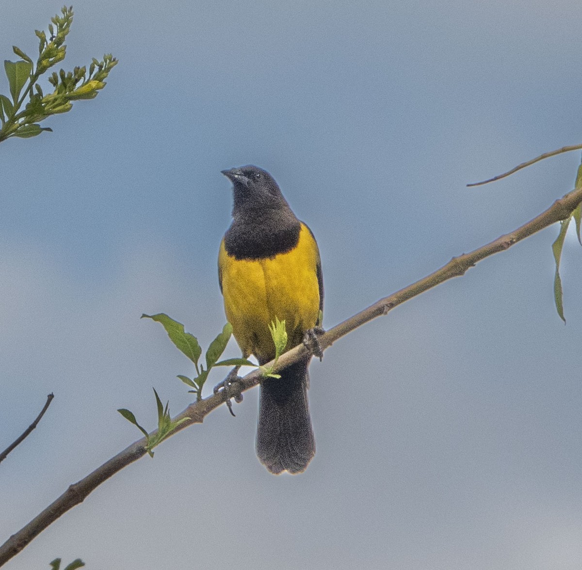 Yellow-rumped Marshbird - ML471880801