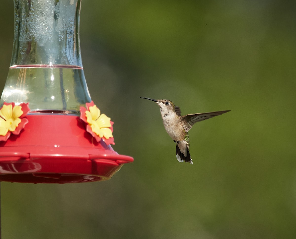 Ruby-throated Hummingbird - ML471883451