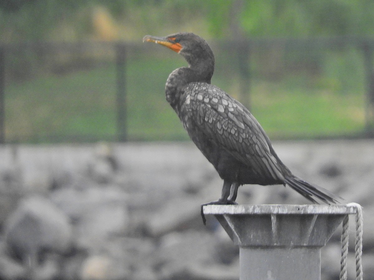 Double-crested Cormorant - ML471884361