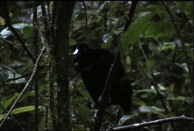 Carola's Parotia - ML471885