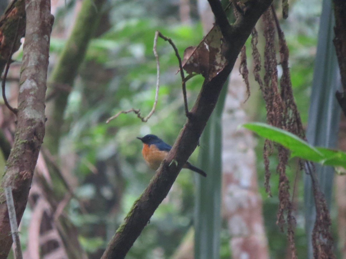 Sulawesi Blue Flycatcher - Bob Hargis