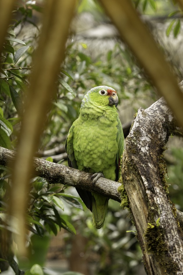 Red-lored Parrot - ML471885131