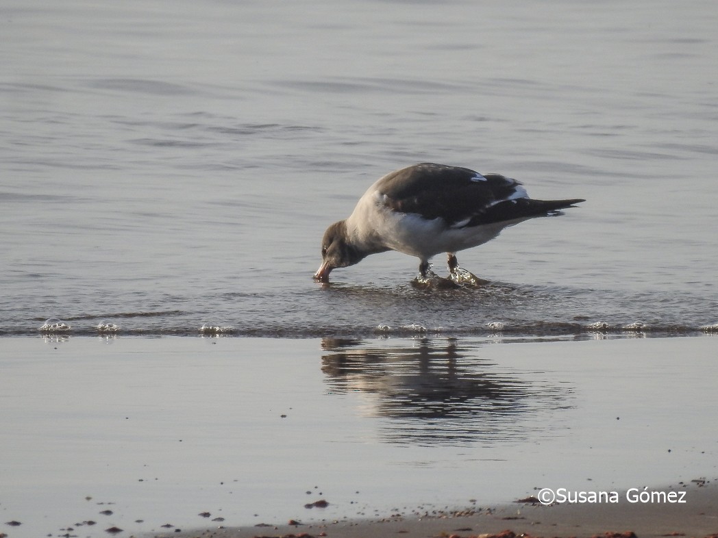 Dolphin Gull - ML471886851