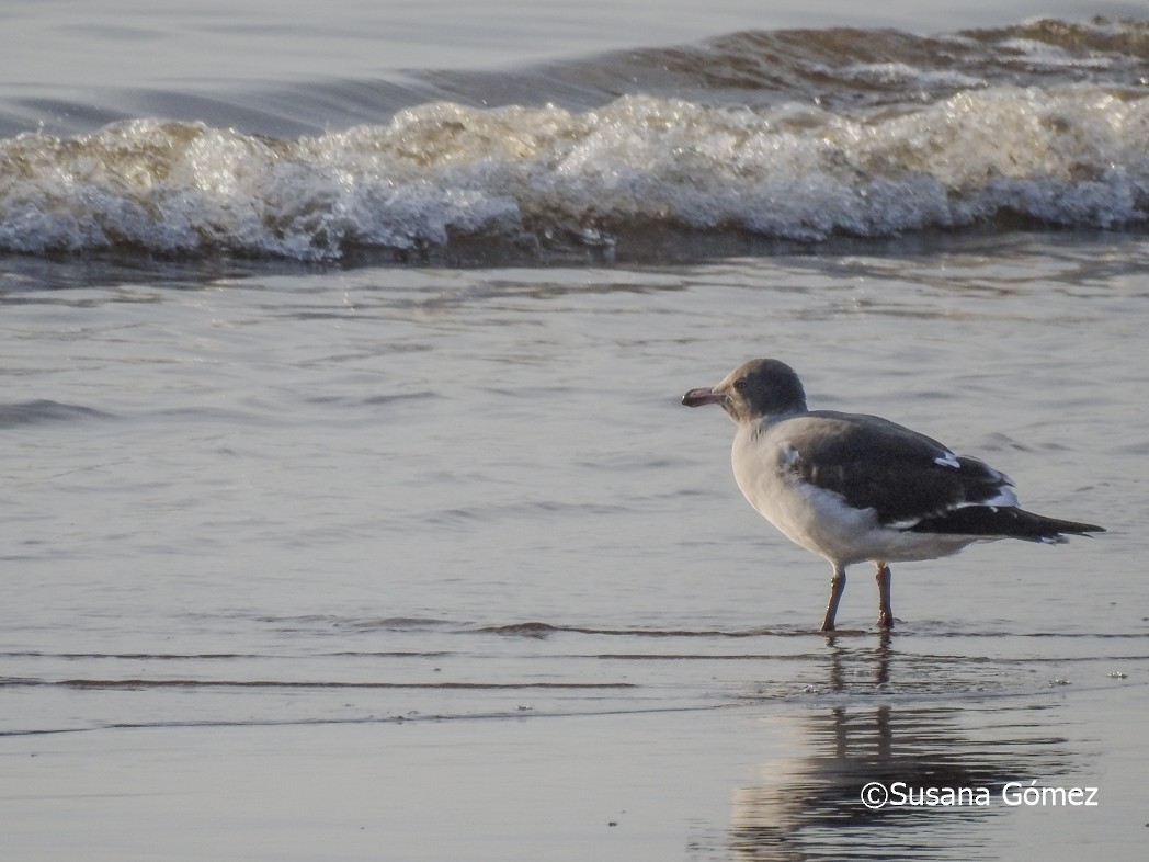 Dolphin Gull - ML471886891