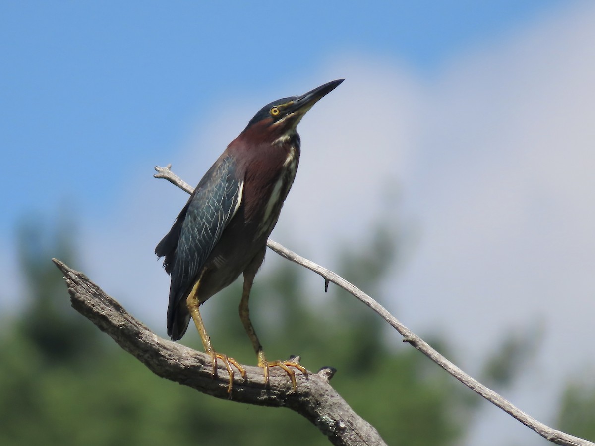 Green Heron - Marjorie Watson