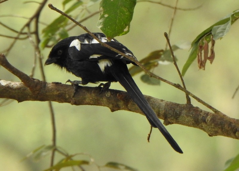 Magpie Shrike - ML471889051