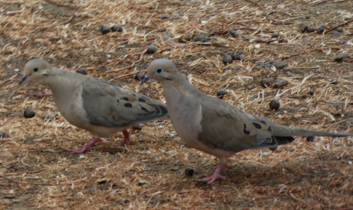 Mourning Dove - ML471889081